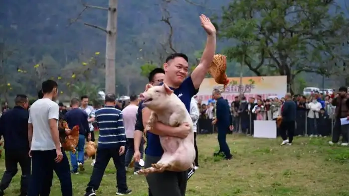 广西凭祥举办乡村趣味活动 “捉猪赶鸡”受民众热捧