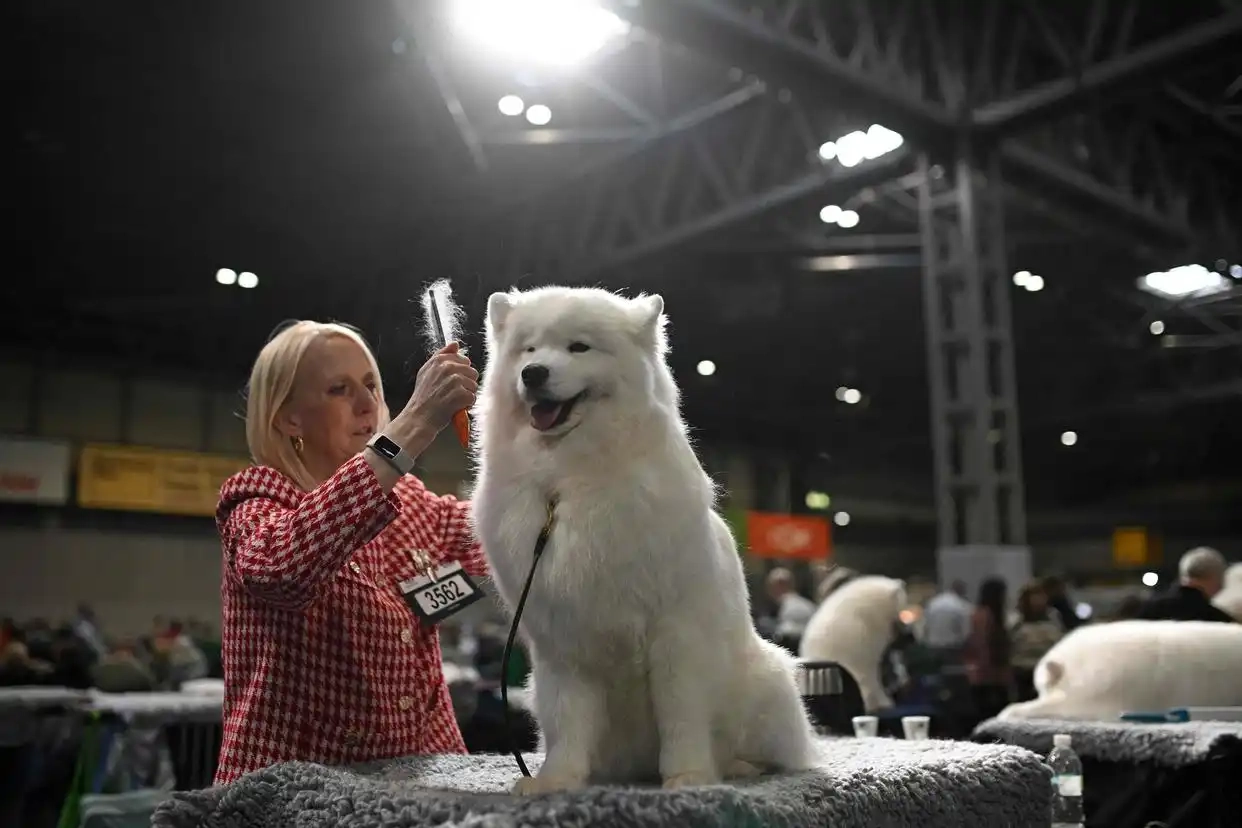 英国克鲁弗兹犬展掠影